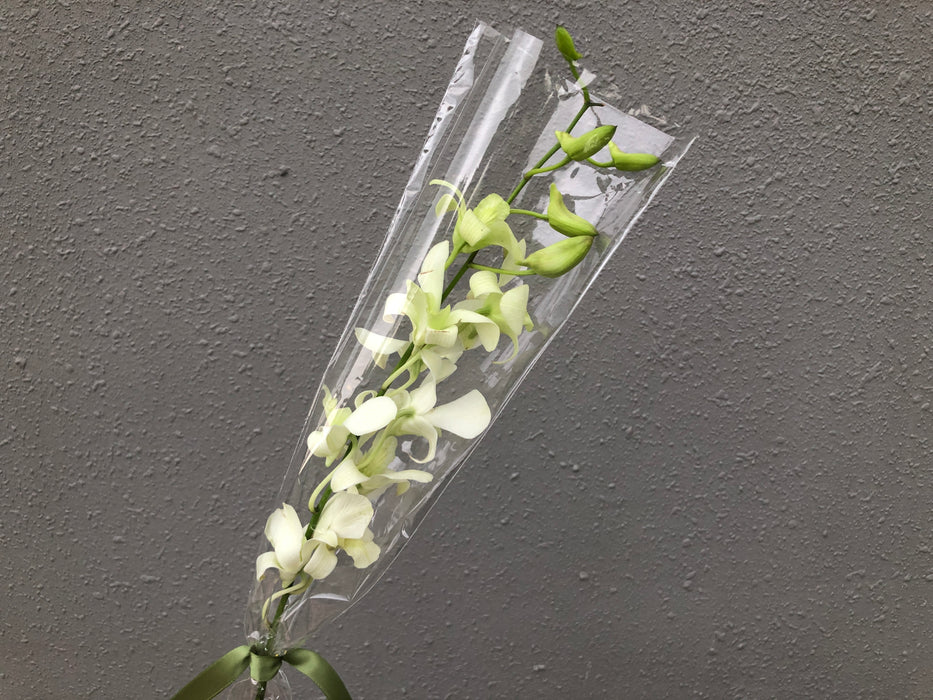 Dendrobium Orchid - 1 Stalk